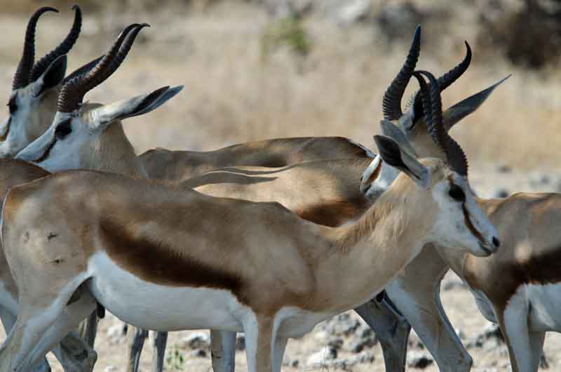 Antílope Springbok - parque nacional de Etosha - Namibia 5.jpg